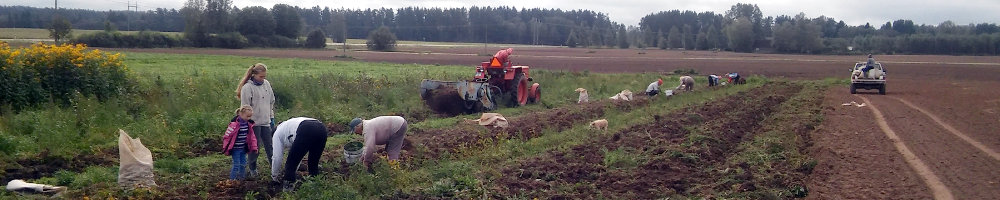 Perssed püsti ehk kartulivõtt Kambjas