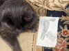 Miia joonistas Griffinile pildi temast ja kassile paistis see meeldivat.